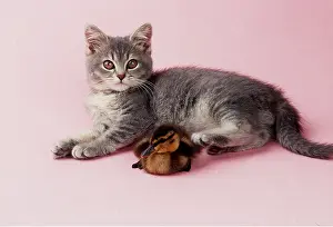 Duckling: CAT - KITTEN AND DUCKLING