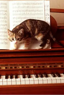Piano: CAT - kitten exploring piano