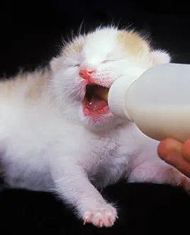 Reared: Cat - kitten feeding from bottle