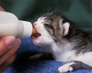 Reared: Cat - kitten feeding from bottle
