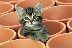 CAT - Kitten in flower pot