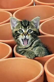 CAT - Kitten in flower pot
