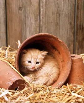Pots: CAT- kitten in flowerpot