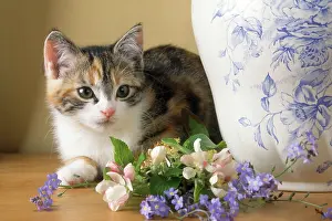 Vases: Cat - kitten with flowers & jug