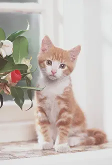 Ginger: CAT - Kitten with flowers, sitting by window