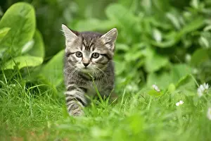 Cute Kittens By Jean-Michel Labat: Cat kitten in garden