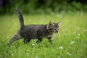Stalking: Cat kitten in garden