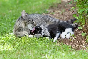Groom: Cat - kitten getting affection from mother - in garden