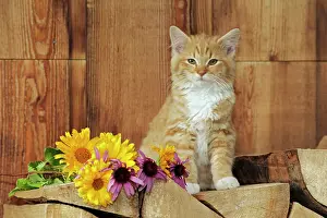 Logpile: Cat - Kitten ginger tabby sitting on logpile beside flowers