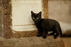 Supernatural: Cat - Kitten by gravestone