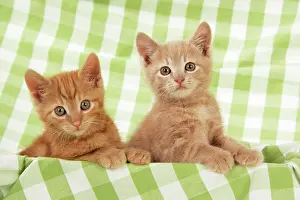 Gingham: Cat - Kitten on green gingham