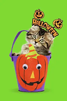 Trick: Cat, kitten in halloween bucket