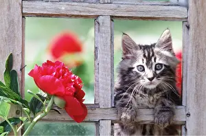 Frederic Rolland: CAT - Kitten head through wood frame with peony