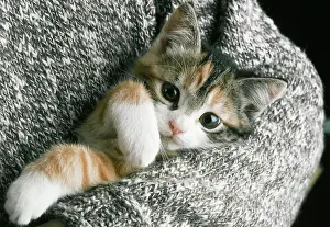 Choosing: CAT - kitten being held in personIs arms