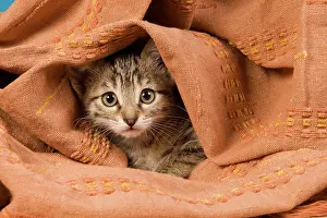 Worried: Cat - kitten hiding in blanket
