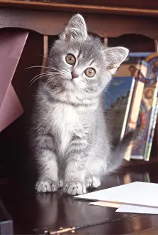 Thoughtful: CAT - KITTEN -IN BUREAU
