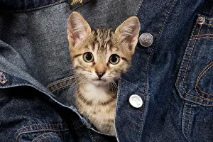 Jacket: Cat - kitten in jean jacket