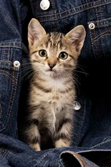 Jacket: Cat - kitten in jean jacket