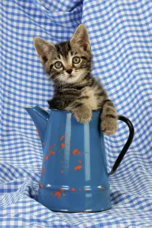 Jugs: Cat. Kitten in jug
