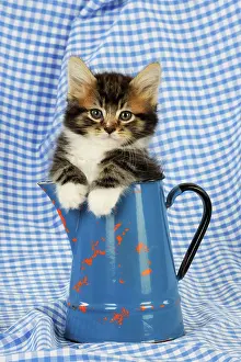 Jugs: Cat. Kitten in jug