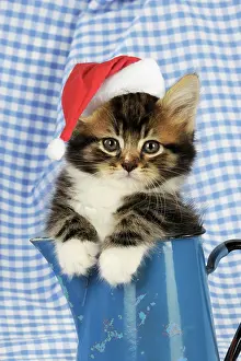 Jugs: Cat. Kitten in jug
