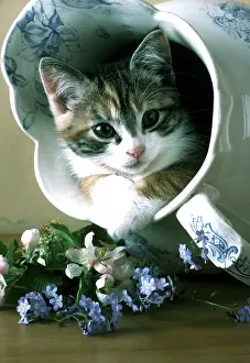 Jugs: CAT - KITTEN IN JUG
