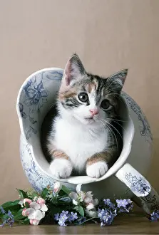 Cream: CAT - kitten in jug