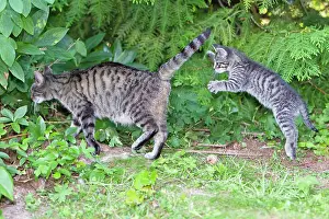 Pouncing: Cat - kitten jumping after mother - in garden
