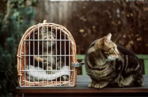 Baskets: Cat and kitten - Kitten in wicker pet carrier