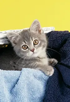 Laundry: Cat - Kitten in laundry basket