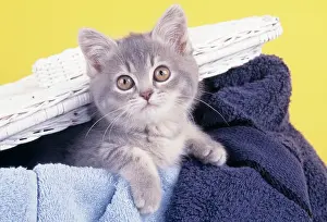 Laundry: CAT - Kitten in Laundry Basket