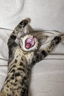 160921: CAT. kitten laying on its back with paws up, mouth open, lau