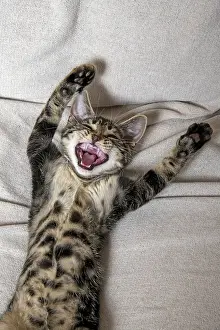 Lifting: CAT. kitten laying on its back with paws up, mouth open, lau