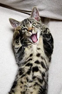 Chilling: CAT. kitten laying on its back with paws up, mouth open, lau