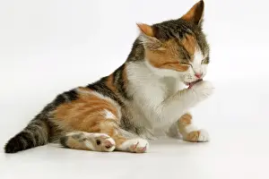 Cleaning: Cat - Kitten licking paw