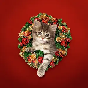 260417: Cat kitten looking through Christmas Wreath Digital