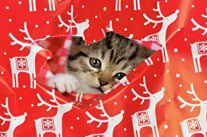 Wrapping: CAT - Kitten looking through hole in Christmas