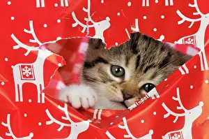 Wrapping: CAT. Kitten looking through hole in christmas wrapping paper