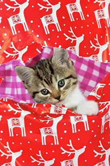Wrapping: CAT. Kitten looking through hole in christmas wrapping paper