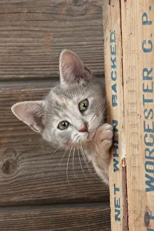 Peer: CAT - Kitten looking around the side of a wooden box