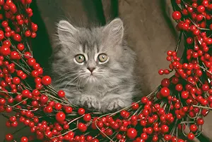 Wreath: CAT - kitten lying-down, looking though a wreath of berries