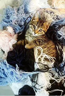 Frederic Rolland: CAT - Kitten lying in tangled wool