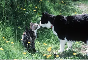 Greeting: CAT - Kitten meeting adult, sniffing noses
