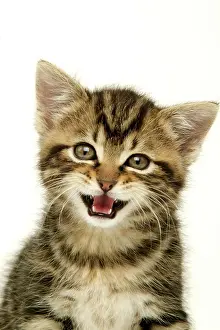 Miaowing: CAT - Kitten with mouth open