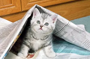 Newspaper: CAT - Kitten under newspaper