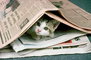 Newspaper: Cat - kitten & newspapers