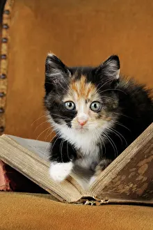Books: Cat - Kitten with old book
