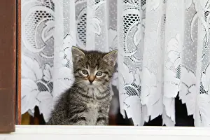 Doorway: Cat - kitten in open doorway