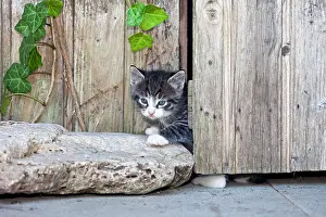 Peer: Cat - kitten peering out of garden shed door