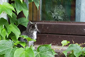 Stare: Cat - kitten peering at another kitten through glass door
